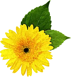 yellow-flower